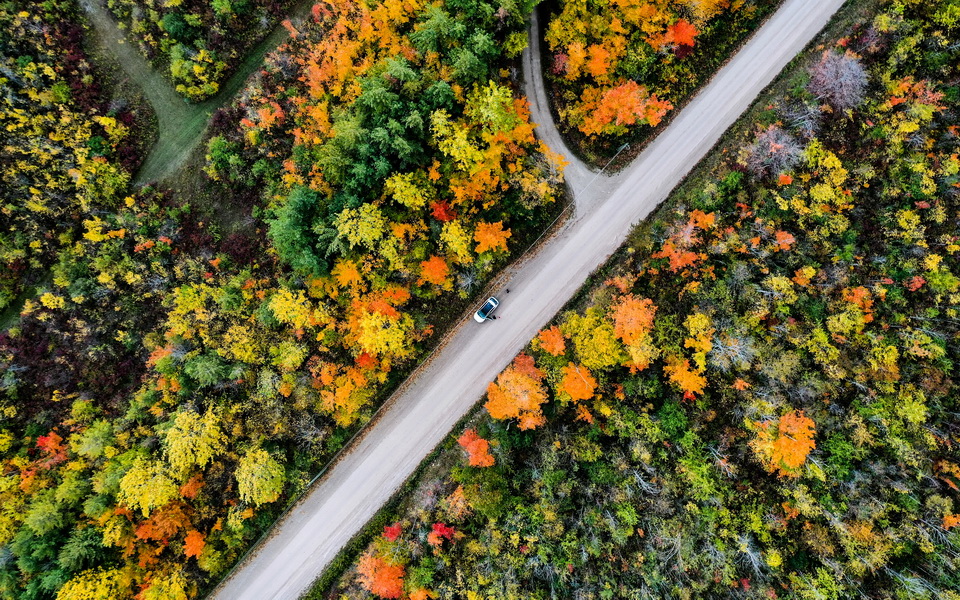 Collingwood赏枫照片